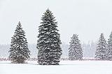Pines In Snowstorm_32566